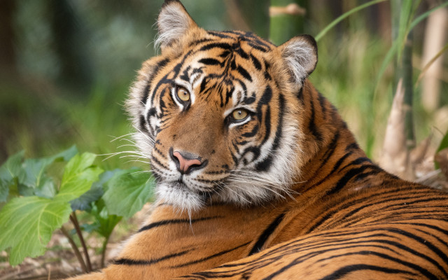 Tiger laying grass bush tree free wallpaper - medium preview image