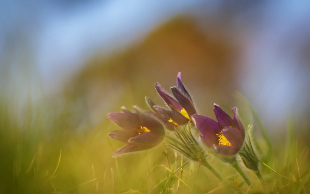 Flowers grass group macro blurry free wallpaper - medium preview image