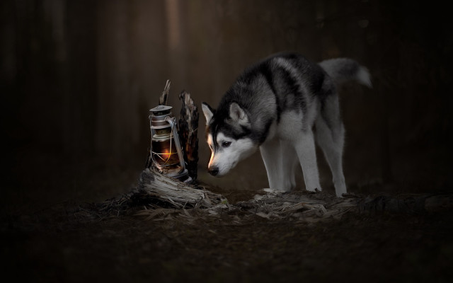 Husky sniffing shoes woods night free wallpaper - medium preview image