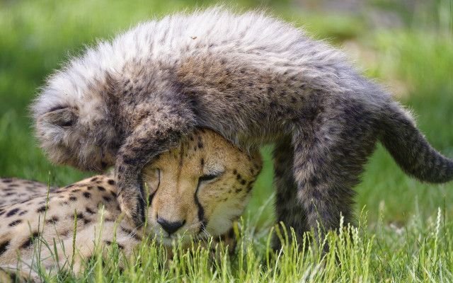 Cheetah head rubbing grass furry free wallpaper - medium preview image