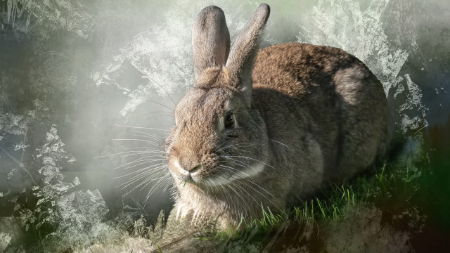 Rabbit grass forest beatrix petter free wallpaper - medium preview image