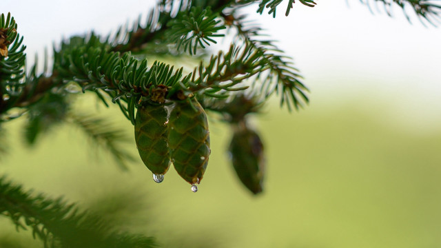 Pine water drops macro nature free wallpaper - medium preview image
