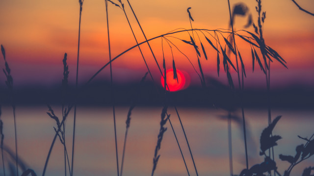 Sunset water tallgrass island bird free wallpaper - medium preview image