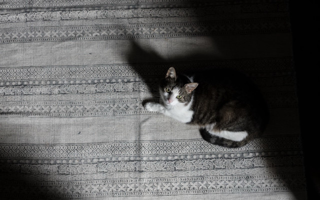 Cat shadow bed light space free wallpaper - medium preview image