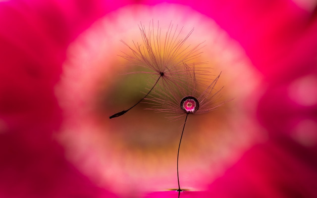 Dandelion pink background blurry macro free wallpaper - medium preview image