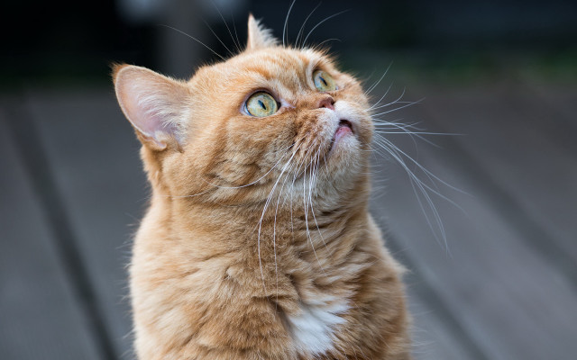 Curious cat blue eyes on free wallpaper - medium preview image