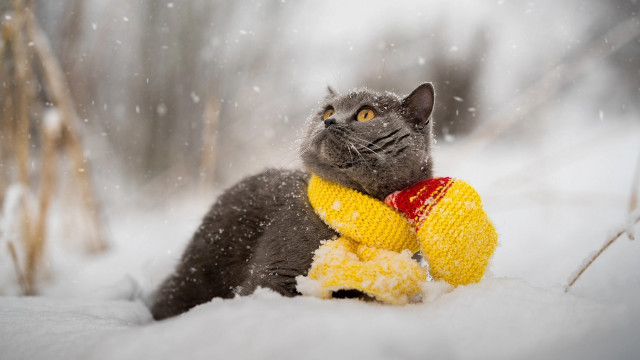 Cat yellow scarf snow corn free wallpaper - medium preview image