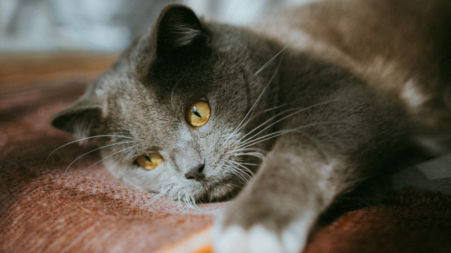 Cat yellow eyes whiskers bed free wallpaper - medium preview image