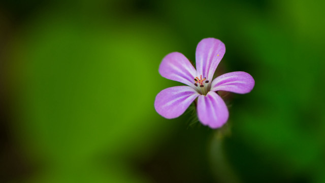 Purple flower green background macro #3 free wallpaper - medium preview image