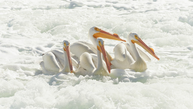 Pelicans sitting water open beaks free wallpaper - medium preview image