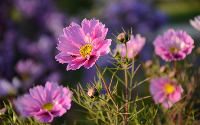 Pink flowers purple background bokeh free wallpaper - medium preview image