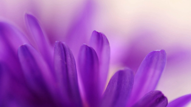 Purple flower macro closeup colorfield free wallpaper - medium preview image