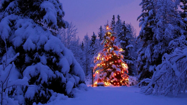 Christmas tree snowy forest night free wallpaper - medium preview image