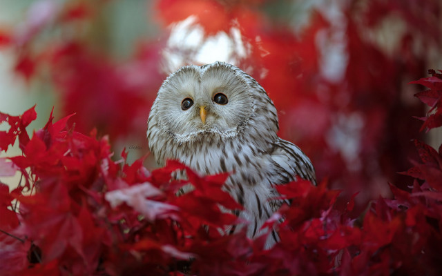 Owl sad red leaves bush free wallpaper - medium preview image