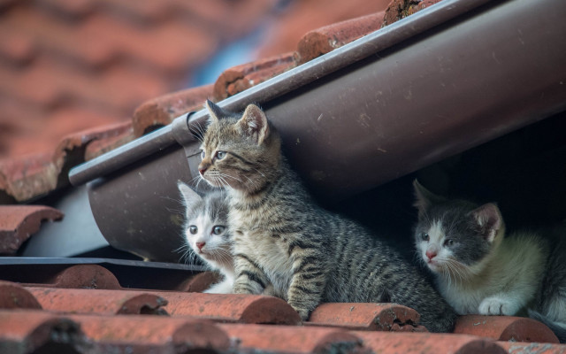 Cats roof window animal photorealistic free wallpaper - medium preview image