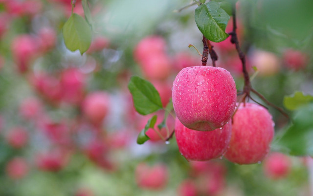 Tree apples water droplets bokeh free wallpaper - medium preview image