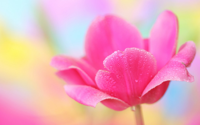 Pink flower water droplets multicolored free wallpaper - medium preview image