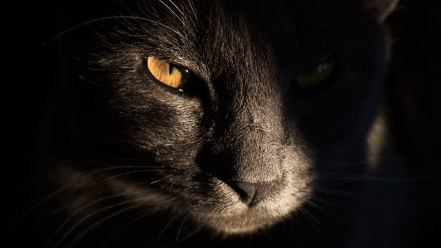 Black cat gothic closeup yellow free wallpaper - medium preview image
