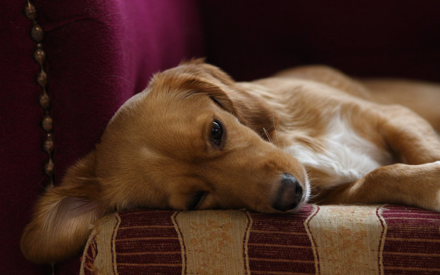 Dog laying couch head arm free wallpaper - medium preview image