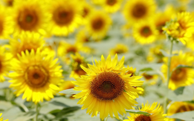 Sunflower field macro summer vibrancy free wallpaper - medium preview image