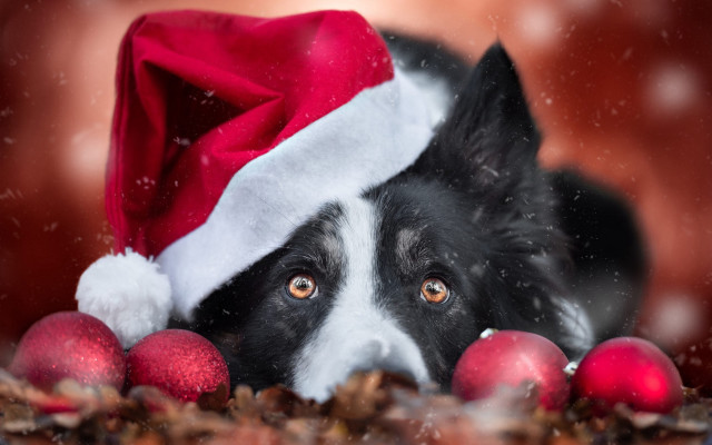 Dog santa hat ornaments animal free wallpaper - medium preview image