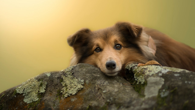 Dog resting rock moss closeup free wallpaper - medium preview image