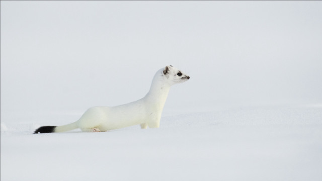 White animal snow curious jigsaw free wallpaper - medium preview image