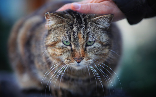 Cat petting sunlight realistic green free wallpaper - medium preview image