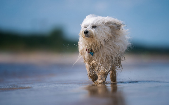 Dog beach blue tags impressionist free wallpaper - medium preview image