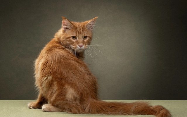 Cat glamor portrait table gray free wallpaper - medium preview image