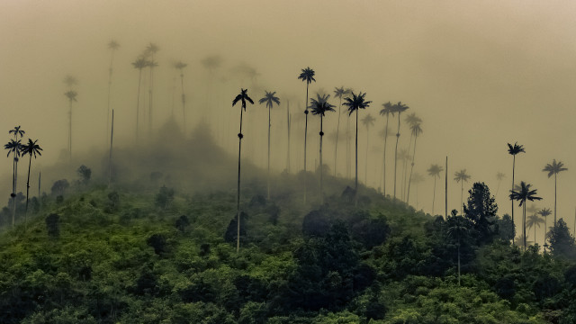Foggy mountain palm trees forest free wallpaper - medium preview image