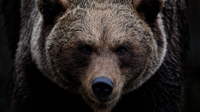 Brown bear closeup portrait wildlife free wallpaper - medium preview image