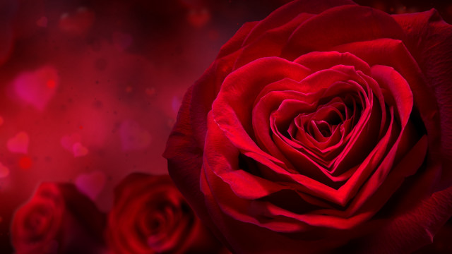 Red rose heart dark background free wallpaper - medium preview image