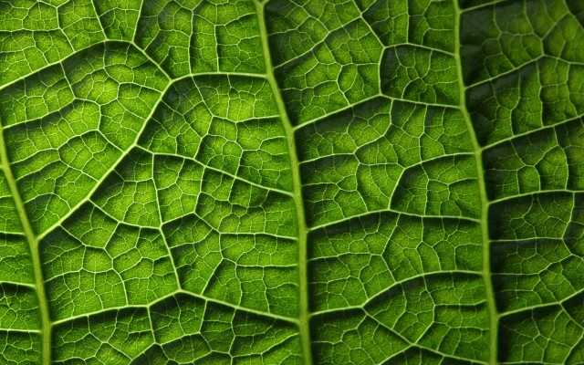 Green leaf macro pattern fractals free wallpaper - medium preview image