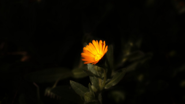 Yellow flower glowing night backlight free wallpaper - medium preview image
