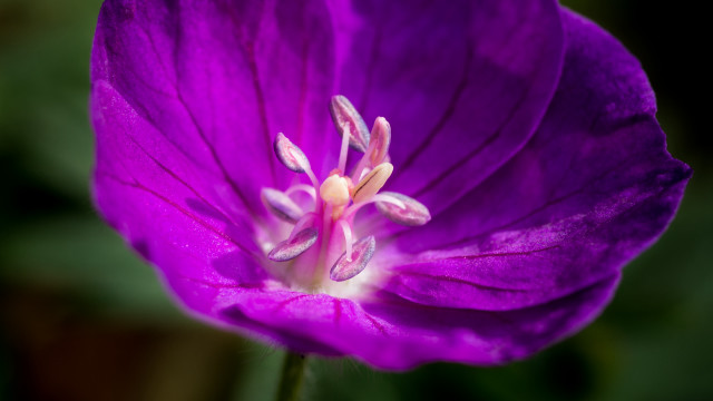 Purple flower white center green free wallpaper - medium preview image