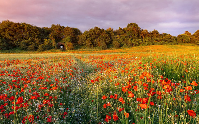 Field flowers dirtroad tunnel autumn free wallpaper - medium preview image