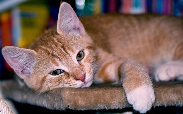 Cat table books blurry shift free wallpaper - medium preview image