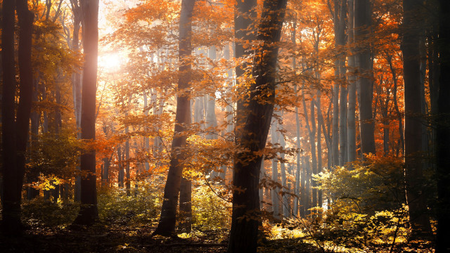 Forest autumn sunset cityscape embers free wallpaper - medium preview image