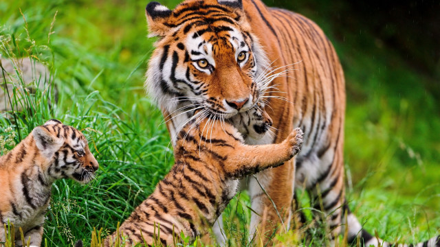 Tiger cub walking grass wildlife #2 free wallpaper - medium preview image