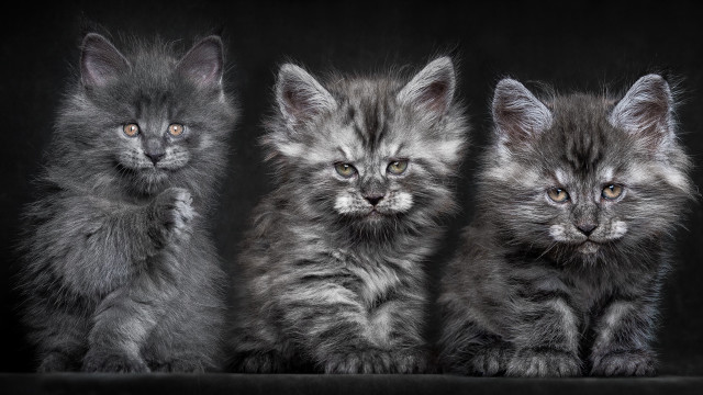 Three kittens row black background free wallpaper - medium preview image