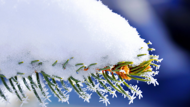 Snow covered branch needles snowflakes free wallpaper - medium preview image