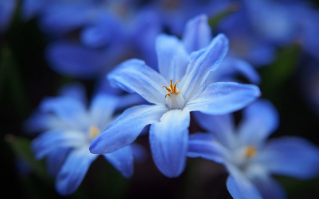 Blue flower macro bokeh leaves free wallpaper - medium preview image