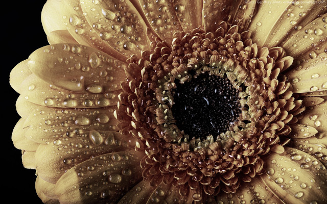 Yellow flower water droplets macro #20 free wallpaper - medium preview image