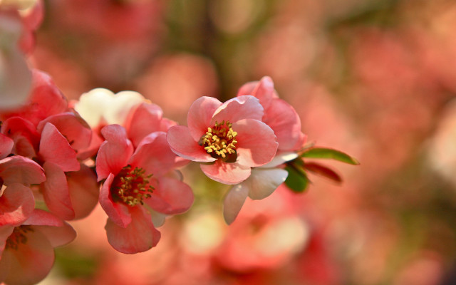 Hibiscus lily pink white macro free wallpaper - medium preview image