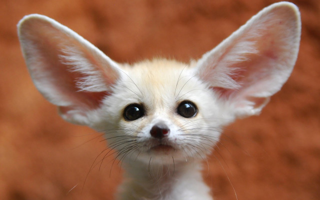 Small white brown big ears free wallpaper - medium preview image