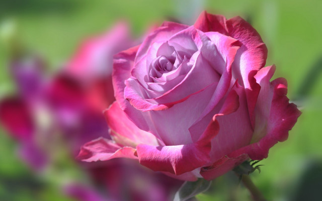 Pink rose garden blurry macro free wallpaper - medium preview image