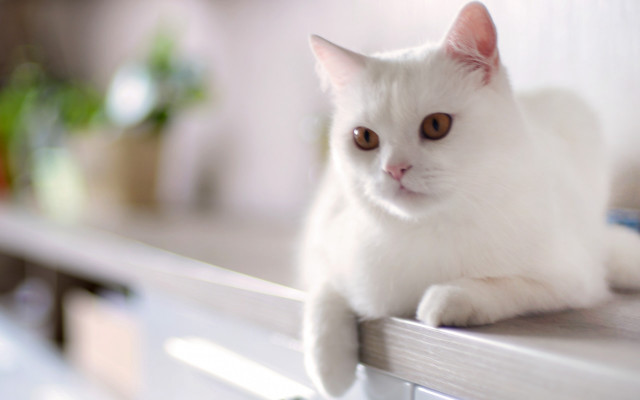 White cat shelf plant blurry free wallpaper - medium preview image
