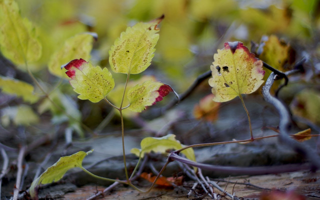 Plant leaves branch macro shallow free wallpaper - medium preview image