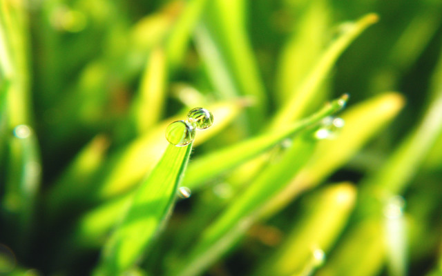 Grass water droplets macro blurry free wallpaper - medium preview image